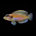 Golden Ocellatus | Juvenile | 1.5 -2 cm | Pack of 4 | Total Delivered Price ₹2,999/-
