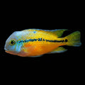 Healthy Macaw Cichlid (Hypsophrys nicaraguensis) photographed at Nero Labs