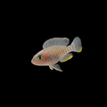 Multies Shell-dweller| Juvenile | 1.5-2 cm | Pack of 2 | Total Delivered Price ₹1,499/-