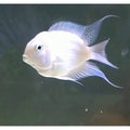 Platinum Polar Parrot Cichlid (Hybrid)