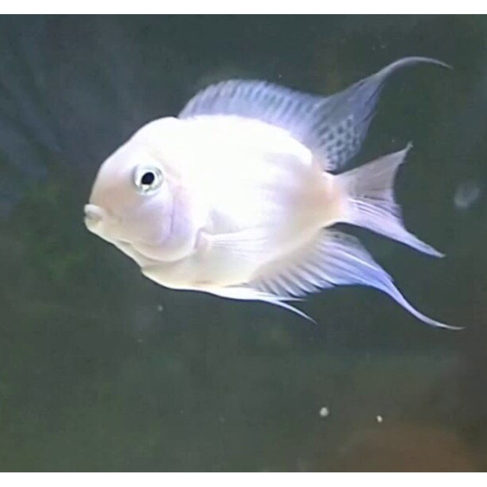 Platinum Polar Parrot Cichlid (Hybrid)