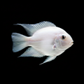 Platinum Polar Parrot Cichlid (Hybrid) | Sub-adult | 3-4 cm | Pack of 4 | Total Delivered Price ₹1,499/-
