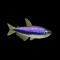 Purple Emperor Tetra | Adult | 3-4 cm | Pack of 6 | Total Delivered Price ₹1,499/-