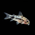 Healthy Pygmy Corydoras (Corydoras pygmaeus) photographed at Nero Labs