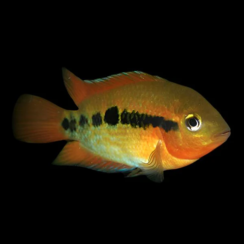 Rainbow Chiclid | Juvenile | 2-4 cm | Pack of 4 | Total Delivered Price ₹997/-