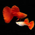 Healthy Red Guppy (Poecilia reticulata) photographed at Nero Labs
