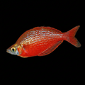 Red Rainbowfish | Sub-adult | 5-6 cm | Pack of 2 | Total Delivered Price ₹1,499/-