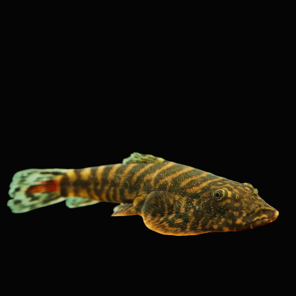 Healthy Redtail Borneo Loach (Pangio shelfordii) photographed at Nero Labs