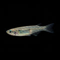 Healthy Japanese Rice Fish (Oryzias latipes) photographed at Nero Labs