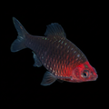 Ruby Barb | Juvenile | 3-4 cm | Pack of 2 | Total Delivered Price ₹1,499/-