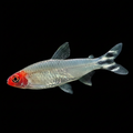 Rummy-nose Tetra | Adult | 4-5 cm | Pack of 6 | Total Delivered Price ₹1,499/-