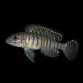 Lamprologus Signatus | Juvenile | 1.5 -2 cm | Pack of 2 | Total Delivered Price ₹2,999/-