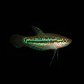Healthy Sparkling Gourami (Trichopsis pumila) photographed at Nero Labs