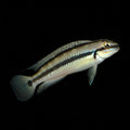 Healthy Blunt-headed Telmat (Telmatochromis vittatus) photographed at Nero Labs