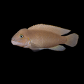 Telmatochromis Temporalis | Sub-adult | 3.5 -4 cm | Pack of 2 | Total Delivered Price ₹2,999/-