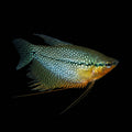 Pearl Gourami | Juvenile | 3-6 cm | Pack of 2 | Total Delivered Price ₹1,499/-