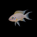 Pulcher Daffodil | Juvenile | 2.5 - 3cm | Pack of 2 | Total Delivered Price ₹1,499/-