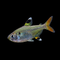 Healthy X-Ray Tetra (Pristella maxillaris) photographed at Nero Labs