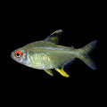 Yellow Lemon Tetra | Adult | 2.5 - 3 cm | Pack of 6 | Total Delivered Price ₹1,499/-