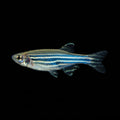Zebra Danio | Adult | 4-6 cm | Pack of 6 | Total Delivered Price ₹1,499/-