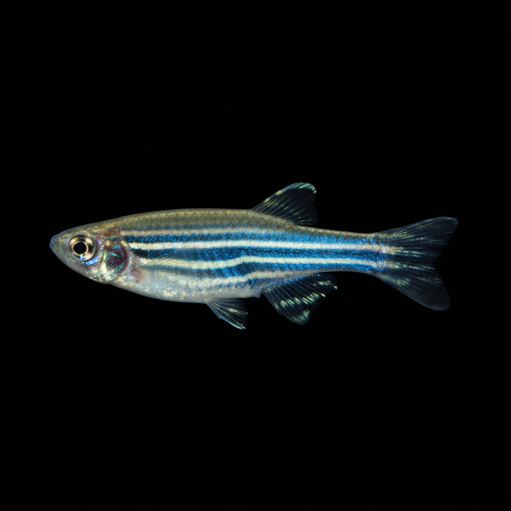 Zebra Danio | Adult | 4-6 cm | Pack of 6 | Total Delivered Price ₹1,499/-