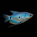 Blue Gourami | Juvenile | 3-4 cm | Pack of 4 | Total Delivered Price ₹375/- Per Fish