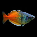 Boeseman's Rainbowfish | Juvenile | 4-5 cm | Pack of 2 | Total Delivered Price ₹1,499/-