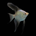 Bulgarian Seal Point Angelfish| Juvenile | 2-3 cm | Pack of 4 | Total Delivered Price ₹1,499/-