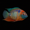 Rotkeli Severum | Fry | 2-3 cm | Pack of 4 | Total Delivered Price ₹1,499/-