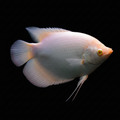 Giant Gourami | Juvenile | 6-7 cm | Pack of 1 | Total Delivered Price ₹1,499/-