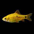 Golden Barb | Sub-adult | 2-3 cm | Pack of 6 | Total Delivered Price ₹1,499/-