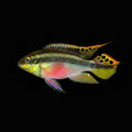 Kribensis  | Juvenile | 2.5 - 3cm | Pack of 2 | Total Delivered Price ₹1,499/-