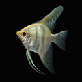 Lilac Angelfish| Juvenile | 2-3 cm | Pack of 4 | Total Delivered Price ₹1,499/-