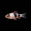 Melon Barb | Juvenile | 2-3 cm | Pack of 6 | Total Delivered Price ₹1,499/-
