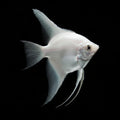 Platinum Angelfish | Juvenile | 2-3 cm | Pack of 4 | Total Delivered Price ₹1,499/-
