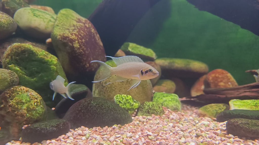 Brichardi | Juvenile | 2.5 - 3cm | Pack of 4 | Total Delivered Price ₹1,499/-