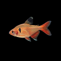 Serpae Tetra | Adult | 3-4 cm | Pack of 6 | Total Delivered Price ₹1,499/-