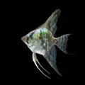 Smokey Angelfish| Juvenile | 3-4 cm | Pack of 4 | Total Delivered Price ₹1,499/-