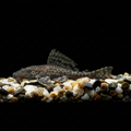 Sucker Catfish | Fingerlings | 6-7 cm | Pack of 2 | Total Delivered Price ₹1,499/-